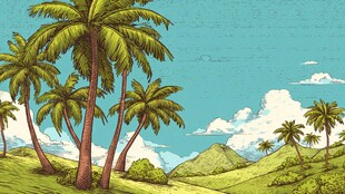 热带风光下的棕榈树林