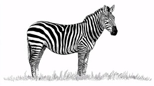 站立的斑马黑白线条画