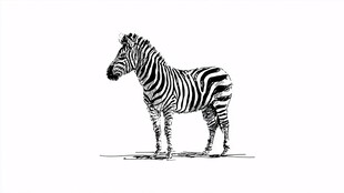 黑白斑马素描图