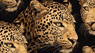 豹群特写 野性之美尽显