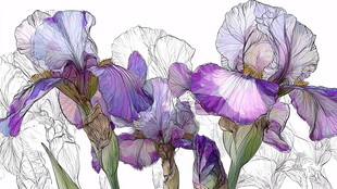 紫色鸢尾花手绘艺术图