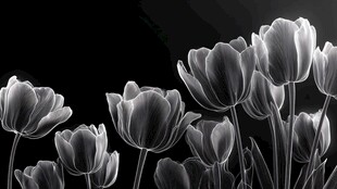 黑白光影下的优雅郁金香