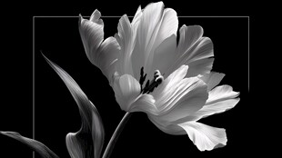 黑白郁金香特写