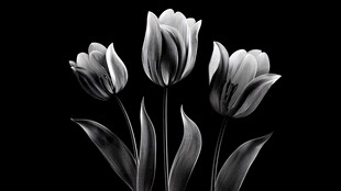 黑白郁金香艺术摄影