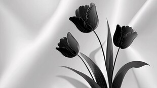 黑白郁金香的优雅之美