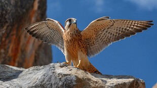 雄鹰展翅于岩石之上