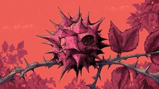 带刺的神秘紫红色果实