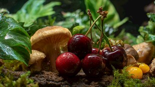 森林风樱桃与蘑菇静物图