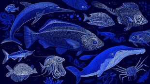 梦幻海洋生物群像图