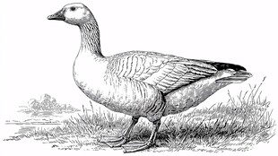 站立的鹅黑白插画