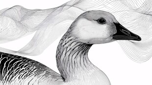 黑白线条勾勒的优雅鹅头