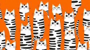 橙底黑白条纹猫咪图案