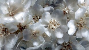 洁白素雅的簇拥花朵