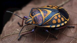 斑斓盾蝽趴在枯叶上