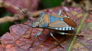 多彩蝽虫静栖红叶之上