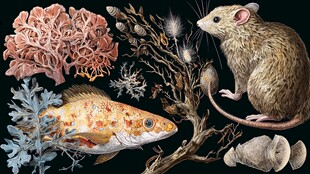 鼠与鱼的奇幻自然组合
