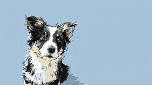 可爱边牧头像插画