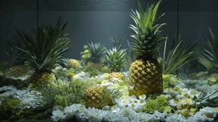 梦幻菠萝植物花卉景观