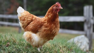 田园中的美丽母鸡