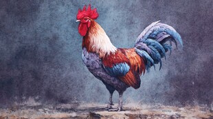 色彩绚丽的雄鸡