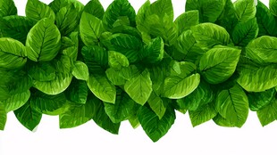 翠绿叶片排列的清新图景