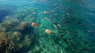 海龟与群鱼共游清澈海域