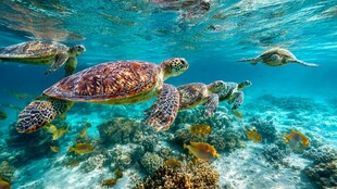 海龟畅游五彩斑斓海底世界