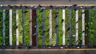 城市空中俯瞰绿植人行道