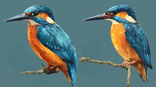 双翠鸟栖于枝头