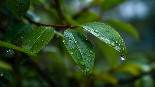 雨后绿叶上的晶莹水珠