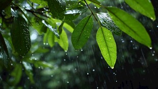 雨中绿叶 水珠晶莹剔透