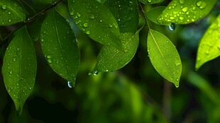 雨后绿叶挂水珠