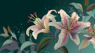 梦幻百合花卉插画