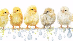 水彩萌小鸡站排落水滴