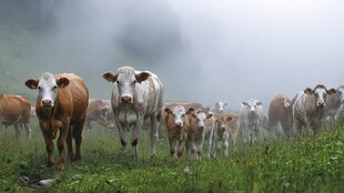 雾中牛群漫步山间草地