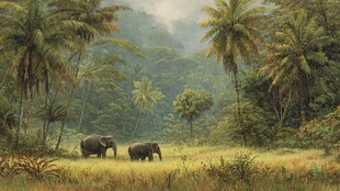 丛林中的大象漫步景象