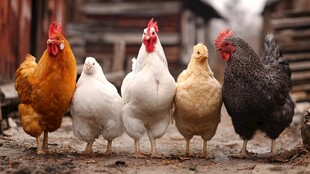 多彩鸡群站于农家小院