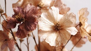 干花之美 展现别样韵味