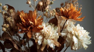 干枯花卉静物之独特美感