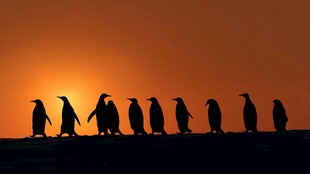 夕阳下的企鹅列队前行