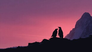 夕阳下的企鹅情侣剪影