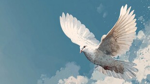 白鸽翱翔蓝天