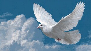 白云间翱翔的洁白鸽子