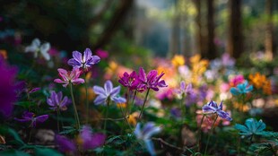 森林中绽放的多彩野花