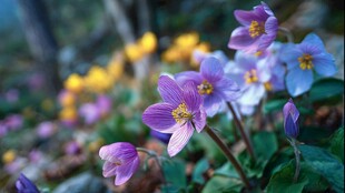 林间绽放的多彩美丽小花