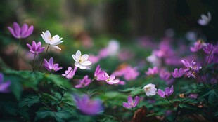 林间烂漫紫白小花绽放