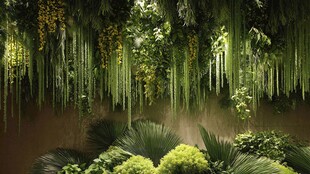 梦幻绿植垂挂景观