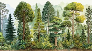 繁茂森林景观图