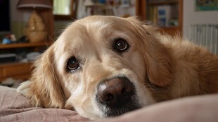 趴卧的温顺金毛犬