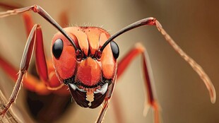 特写 威猛红火的蚂蚁